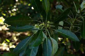 Image result for Uapaca