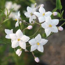 ✅ definizione ⇒ bianchi fiori profumatissimi su cruciverba.it ✅ tutte le soluzioni dei cruciverba per bianchi fiori profumatissimi chiare e classificabili. Gelsomini Veri E Gelsomini Falsi Come Riconoscerli Malvarosa