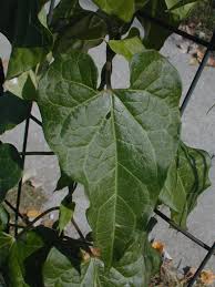 Image result for Volusia amboinensis