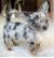 Blue Merle Dapple Chihuahua
