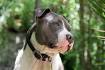 American Pit Bull Terrier Breed Information - Vetstreet