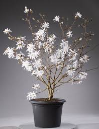 Sternmagnolie Royal Star Magnolia Stellata Royal Star Gunstig Online Kaufen Pflanzen Bestellen Pflanzen Magnolien