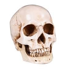 Looking for a good deal on human skull? Resin Skull Human Anatomy Head Medical Model Convenient Painting Buy At A Low Prices On Joom E Commerce Platform