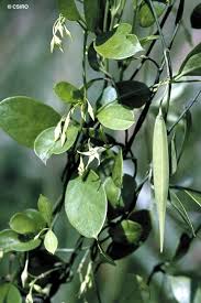 Image result for Vincetoxicum cernuum