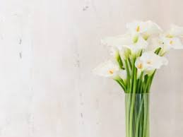 Proflowers.com has been visited by 10k+ users in the past month Plants Toxic To Cats Plants That Are Poisonous To Cats