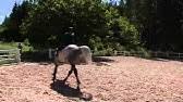 Less than 20 minutes ago. Malin Baryard O Lisen Bratt Stockholm Horse Show 2000 Youtube