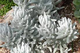 Image result for Senecio forbesii