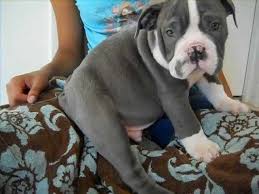 Litter sizes average from between three to six puppies and you can expect to pay anywhere between $1,300 and $2,000 usd to bring a victorian bulldog puppy home. Rare Rare Blue English Bulldog Puppies Victoria S Olde Bulldogs Youtube