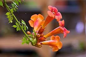 The compound, pinnate leaves are typically dark green. Trumpet Vine Flamenci Campsis Radicans Trumpet Climber Trumpet Honeysuckle Foxglove Vine Hellvine Devil S Shoestring Cow Itch Vine Perennial 40 F Tall Pollinator Attract Hummingbirds 10 Seed Buy Online In Guam At Guam Desertcart Com Productid
