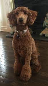 Pin On Poodle