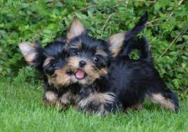 We did not find results for: Yorkshire Terrier Puppies For Sale Pure Breed Pups Pet Mania Dubai