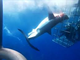 Check spelling or type a new query. Tiburon Blanco Agoniza Atrapado En Jaula Para Turistas Diario Eco