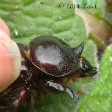 Image result for Oxyanthus strigosus