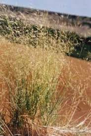 Image result for Stipagrostis