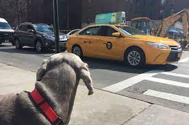We did not find results for: 10 Best Pet Transport Services In 2021 Citizenshipper