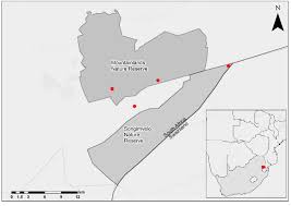 Image result for Ochna pretoriensis
