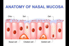 Market leader in nasal spray pumps. Lets Talk About Snot A Closer Look At Nasal Mucus Integrative Therapeutics