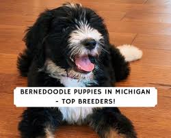 Our advice is to attend shows, join a bmd club and research breeders. Bernedoodle Puppies In Michigan Top 5 Breeders 2021 We Love Doodles