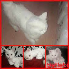 ucretsiz kedi sahiplenme ilanlari kedi yavru kediler atlar