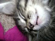 This formula is featured in their top 6 best cat foods to buy in 2019! Life S Abundance Pet Food Review