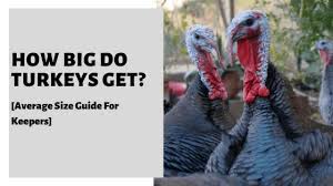 Averaging 10 to 14 pounds, our birds are. How Big Do Turkeys Get Average Size Guide For Keepers
