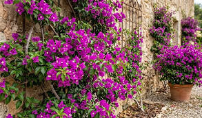 Die krankheiten und schädlinge der Bougainvillea – Gardentopia
