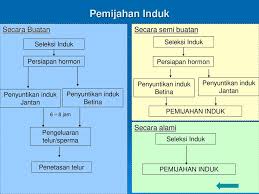 We did not find results for: Pembenihan Ikan Lele Dumbo Ppt Download