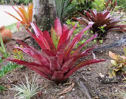 Full Sun Bromeliads Google Search Landscaping With Rocks Bromeliads Plants