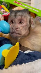 George the little drummer boy! #georgieboy #georgethemonkey #drummerboy