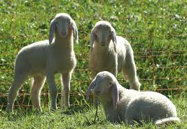 A young sheep, or the flesh of a young sheep eaten as meat: Glossary Of Sheep Husbandry Wikipedia