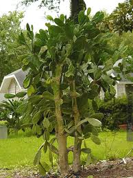 ✅ free delivery and free returns on ebay plus items! Xl Edible Sweet Prickly Pear Cactus Opuntia Kens Nursery