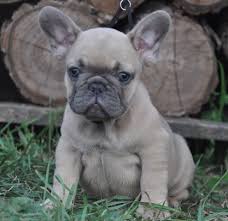 We raise all our own moms we breed to the frenchy standard for conformation, type and size. French Bulldog Breeders And Kennels French Bulldog Puppies For Sale