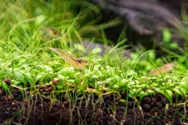 Image result for Glossostelma