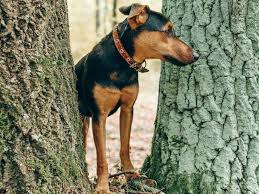 Image result for jagdteriér