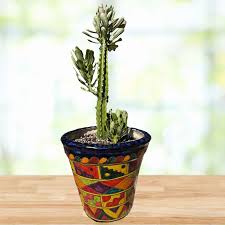 Image result for Euphorbia eranthes