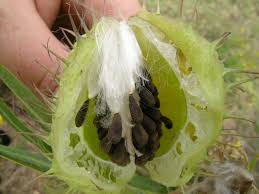 Image result for Gomphocarpus physocarpus