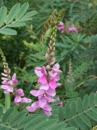 Image result for Hionanthera