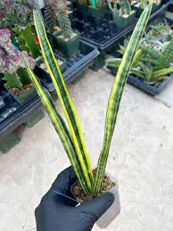 Image result for Sansevieria parva