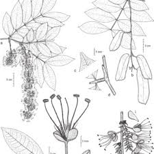 Image result for Tessmannia anomala