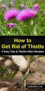 Eradication is the reduction of an infectious disease's prevalence in the global host population to zero. 5 Easy Ways To Get Rid Of Thistle