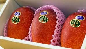 Ciplukan dulu adalah buah yang diabaikan, namun sekarang buah ciplukan mulai diburu dan dibudidayakan. 5 Jenis Buah Termahal Di Dunia
