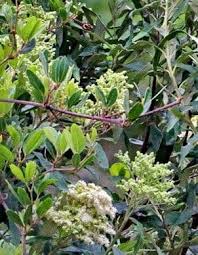 Image result for Buddleja saligna