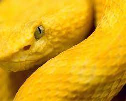 Yellow Snake Yellow Snake Color Of Life Shades Of Yellow