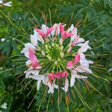 Image result for Cleome macrophylla