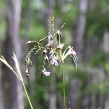 Image result for Thalia geniculata