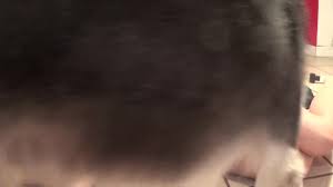 Red Haired Amateur with Glasses and Dog - BestialitySexTaboo - Bestiality  Sex Taboo