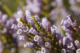 Image result for Fabiana imbricata