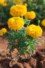 Check spelling or type a new query. Tagetes Wikipedia