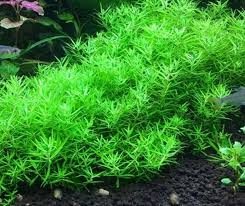 Image result for Limnophila