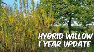 Planting the willow hybrid tree. Hybrid Willow 1 Year Update Youtube